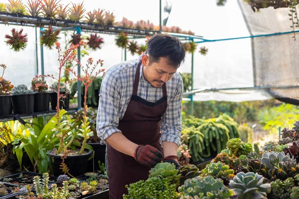 Asian Gardener Working Greenhouse Full Succulent Plants Collection While Propagating — Stock Photo, Image