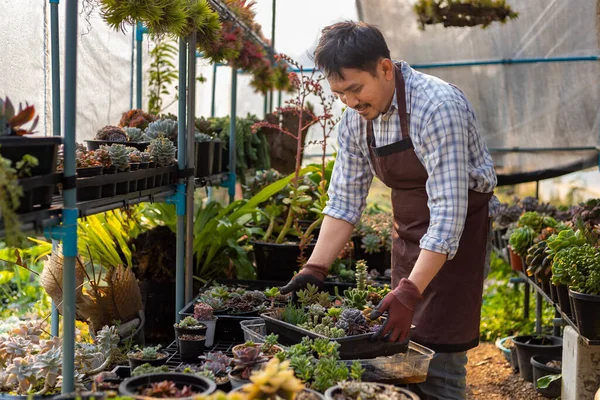 Asian Gardener Watering Tray Succulent Plant Diluted Fertilizer His Glasshouse — Stock Photo, Image