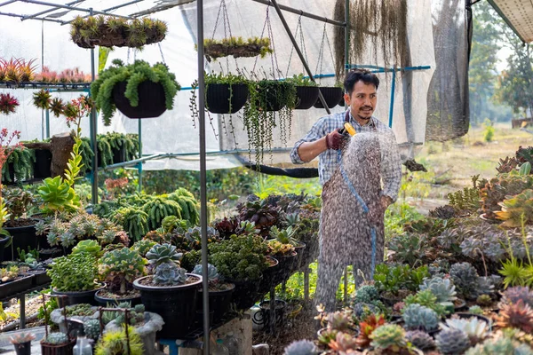 Jardineiro Asiático Está Regando Planta Suculenta Dentro Sua Estufa Usando — Fotografia de Stock