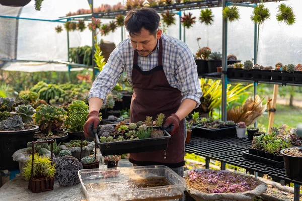 Asian gardener is watering tray of succulent plant with diluted fertilizer inside his glasshouse using dipping method to avoid splash of water for hobby and ornamental garden business