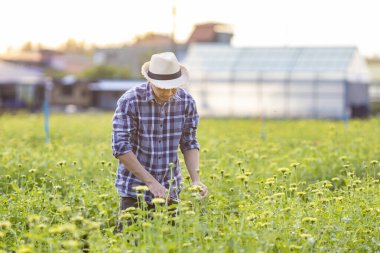 Asyalı bahçıvan, çiçek ticaretini azaltmak için secateurs ve ihracat için tarım endüstrisi kullanarak sarı zinnia çiçeklerini kesiyor.