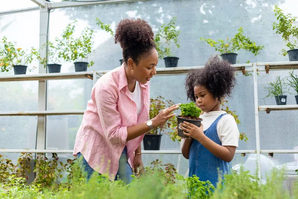 African Mother Daughter Choosing Vegetable Herb Plant Local Garden Center — Stock fotografie