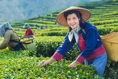Group of senior asian woman in traditional cloth picking fresh tea leave in the morning in her hill side tea farming and plantation business