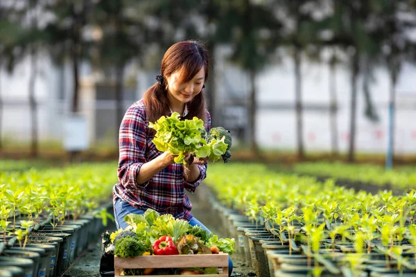 Ázsiai Farmer Cipeli Tálca Tele Frissen Szedett Organikus Zöldségek Kertjében — Stock Fotó