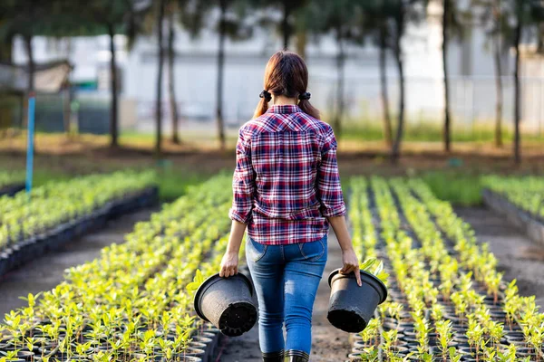 Hátsó Kilátás Farmer Cipeli Palánta Organikus Zöldségek Kertjében Tavaszi Szezon — Stock Fotó