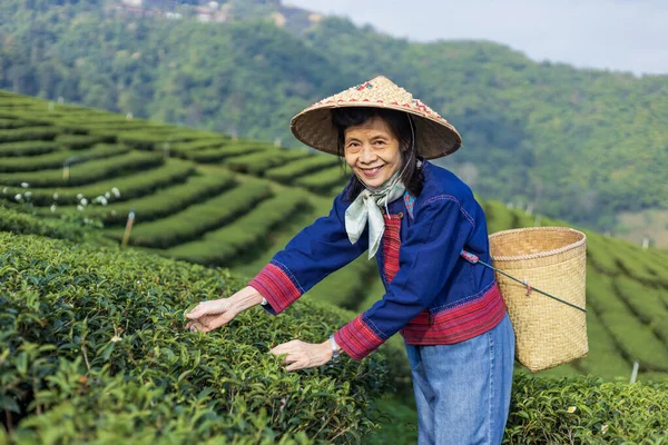 Senior Asian Woman Traditional Cloth Picking Fresh Tea Leave Morning — Stockfoto