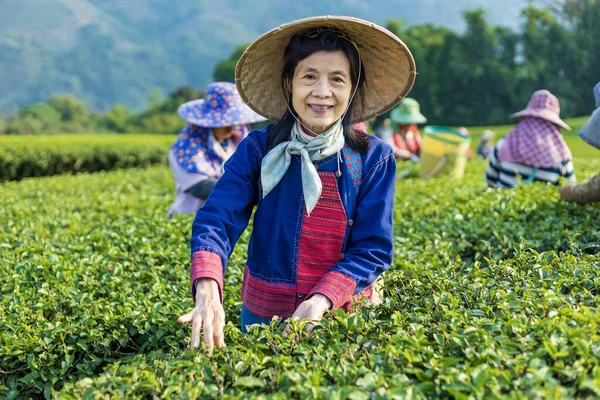 Group Senior Asian Woman Traditional Cloth Picking Fresh Tea Leave — Stockfoto
