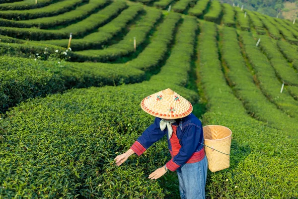 Senior Asian Woman Traditional Cloth Picking Fresh Tea Leave Morning —  Fotos de Stock