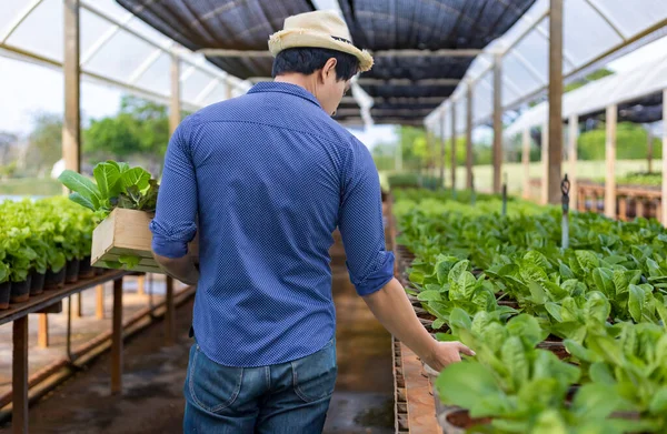 Hátsó Nézet Ázsiai Helyi Gazdák Növekvő Saláta Saláta Üvegházban Organikus — Stock Fotó
