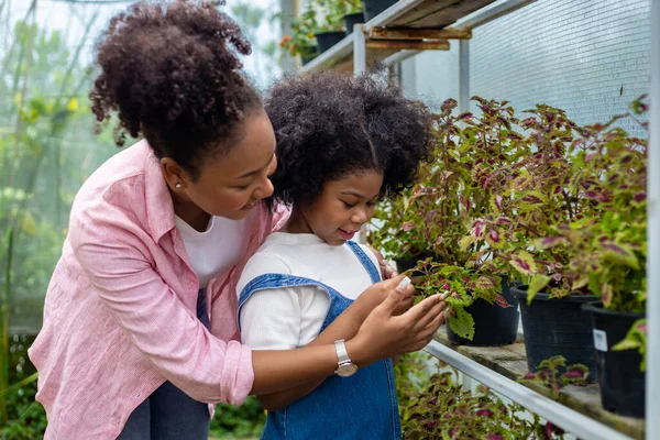アフリカの母親と娘は 週末の園芸や屋外のための夏の間 地元の園芸センターの保育園から観賞植物を選んでいます — ストック写真