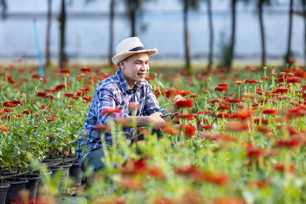 Jardinero Asiático Está Cortando Flores Zinnia Utilizando Tijeras Podar Para —  Fotos de Stock