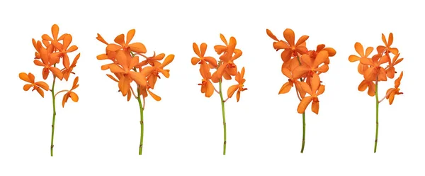 Σετ Κομμένων Orange Mokara Orchids Stem Που Απομονώνονται Λευκό Φόντο — Φωτογραφία Αρχείου