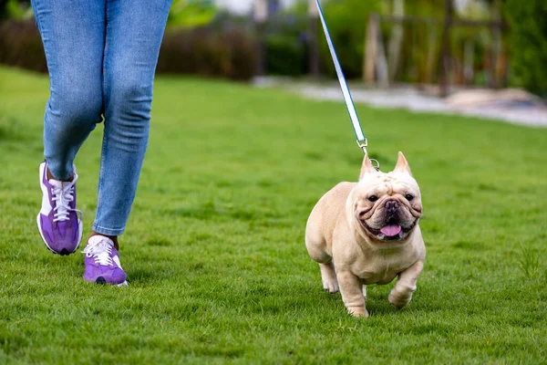 Owner and her french bulldog puppy is having fun while walking in the dog park at grass lawn after having morning exercise during summer