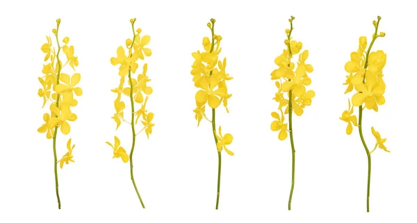 Conjunto Orquídeas Mokara Amarillas Cortadas Aisladas Sobre Fondo Blanco —  Fotos de Stock