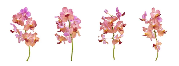 Ensemble Découpe Rose Vieux Rose Vanda Orchidée Tige Isolée Sur — Photo