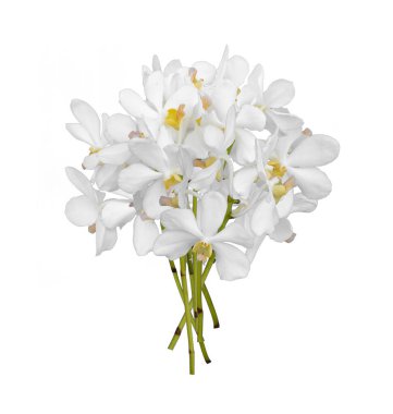 Beyaz arkaplanda izole edilmiş, kesilmiş beyaz dendrobium orkide buketi.