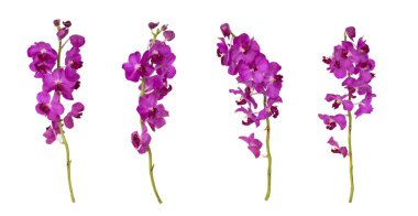 Mor mokara orkideleri seti beyaz arkaplan üzerinde izole 