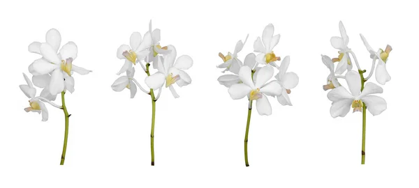 Σύνολο Κομμένου Λευκού Στελέχους Ορχιδέας Dendrobium Που Απομονώνεται Στο Λευκό — Φωτογραφία Αρχείου