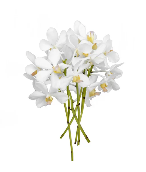Аромат Вырезанный Белый Цветок Стебля Орхидеи Дендробия Выделенный Белом Фоне — стоковое фото
