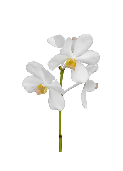 Στέλεχος Από Κομμένο Λευκό Λουλούδι Μίσχου Ορχιδέας Dendrobium Που Απομονώνεται — Φωτογραφία Αρχείου