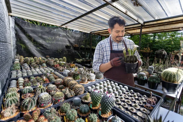 Asiatisk Trädgårdsmästare Arbetar Inne Växthuset Full Kaktusväxter Samling Medan Förökning — Stockfoto