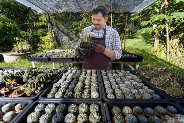 Asian Gardener Working Greenhouse Full Cactus Plants Collection While Propagating — Stock Photo, Image