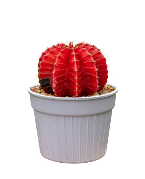 Cactus Red Gymnocalycium Variegated Pot Isolated White Background — Stock Photo, Image