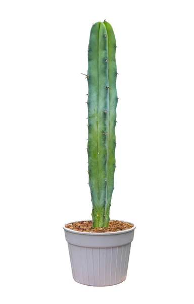 Miniature Blue Columnar Pilosocereus Pachycladus Tall Cactus Houseplant Pot Isolated — Stock Photo, Image