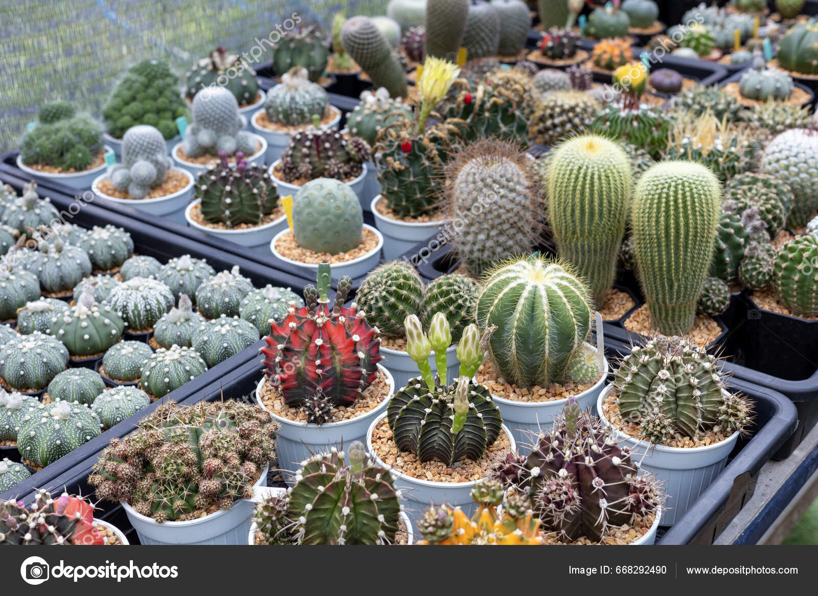 Expositor Estante Cactus Suculentas Invernadero Para Jardín Plantas Secas  Amorosas: fotografía de stock © akarawut #668292490 | Depositphotos