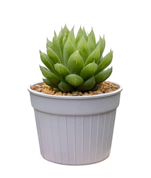 Miniature Haworthia Cooperi Cactus Houseplant Pot Isolated White Background Small — Stock Photo, Image