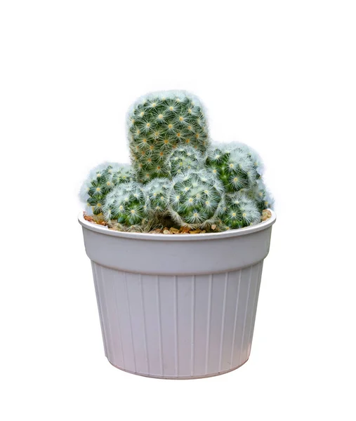 Miniature Cactus Houseplant Pot Isolated White Background Small Garden Drought — Stock Photo, Image