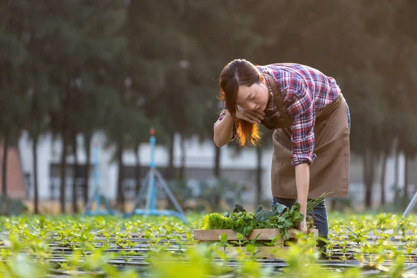 Mujer Asiática Agricultora Lleva Bandeja Madera Llena Verduras Orgánicas Recién —  Fotos de Stock