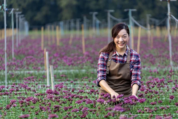 Mujer Asiática Jardinero Está Cortando Flores Crisantemo Púrpura Utilizando Tijeras —  Fotos de Stock