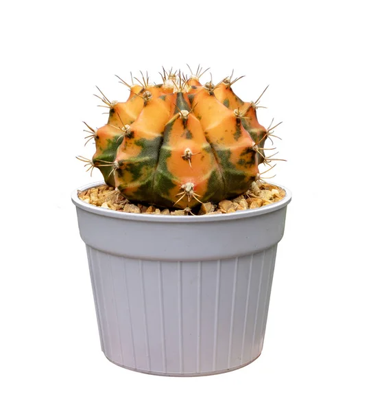 Kaktusz Narancs Gymnocalycium Variegated Pot Izolált Fehér Alapon — Stock Fotó