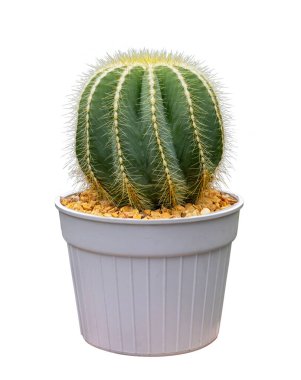 Minyatür parodi. Küçük bahçe ve kuraklığa dayanıklı bitki kullanımı için beyaz arka planda izole edilmiş bir saksıdaki büyüteç.