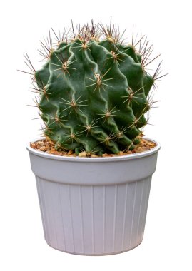 Stenocactus multicostatus minyatür beyin kaktüsü küçük bahçe ve kuraklığa dayanıklı bitki kullanımı için beyaz arka planda izole edilmiş çömlek.