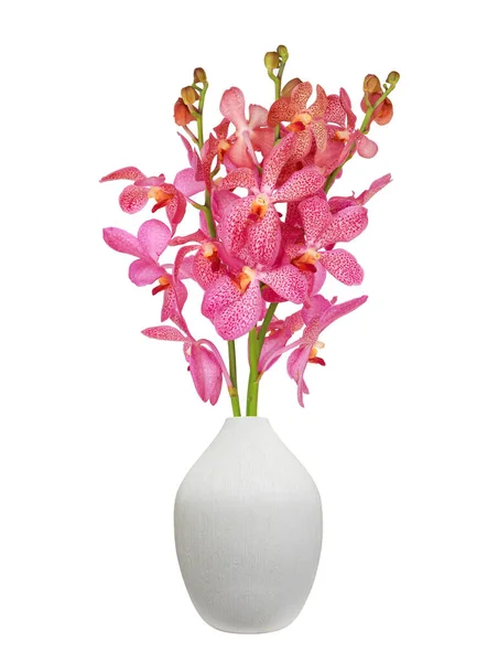 Bouquet of cut out pink mokara orchid stem in the white vase isolated on white background during summer season for home decoration usage