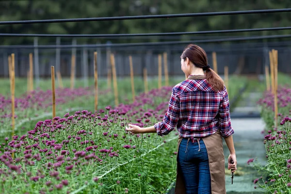 Mulher Asiática Jardineiro Está Verificando Flores Crisântemo Roxo Usando Tesouras — Fotografia de Stock