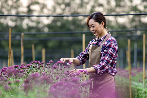Mujer Asiática Jardinero Está Cortando Flores Crisantemo Púrpura Utilizando Tijeras —  Fotos de Stock