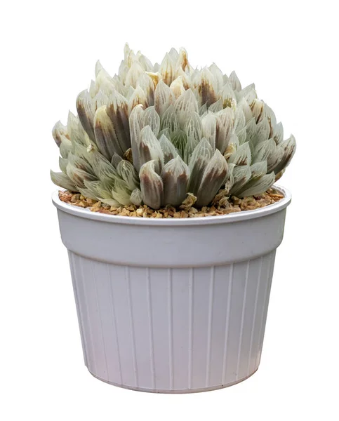 Miniatuur Haworthia Shirafu Obtusa Cactus Huisplant Pot Geïsoleerd Witte Achtergrond — Stockfoto