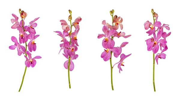 Набор Вырезанных Розовых Мокара Орхидеи Стебель Изолирован Белом Фоне — стоковое фото