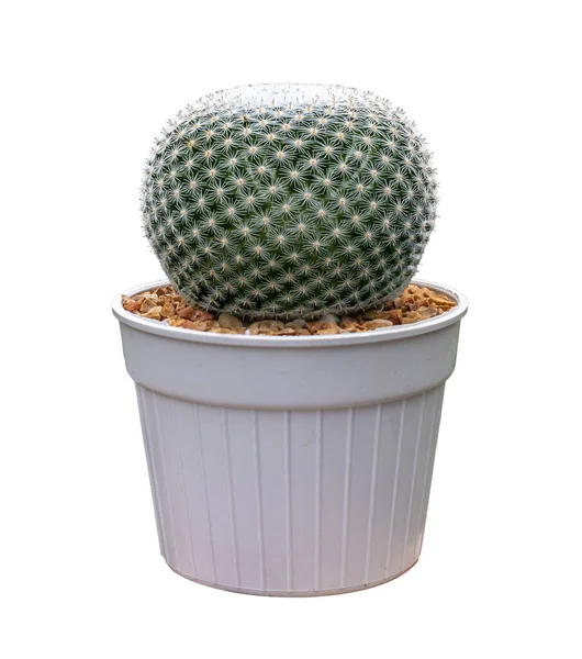 Mammillaria Perbella Uil Oog Miniatuur Cactus Huisplant Pot Geïsoleerd Witte — Stockfoto