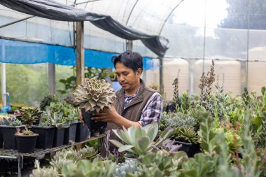 Asyalı bahçıvan, hobi ve bahçe işleri konsepti için bitki toplamakla dolu serasında çalışırken sulu bitkilerin kök sistemini kontrol ediyor.