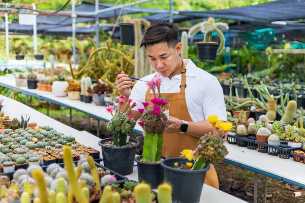 Asian Gardener Working Greenhouse Full Cactus Plants Collection While Propagating — Stock Photo, Image