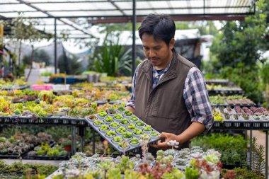 Asyalı bahçıvan, süs bahçesi ve eğlence konsepti için yaprak kesme yöntemiyle yayılırken sulu ve sedum bitkileriyle dolu seranın içinde çalışıyor.
