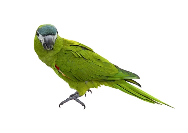 Arara Hahn Papagaio Verde Ombros Vermelhos Isolado Fundo Branco Nativo — Fotografia de Stock