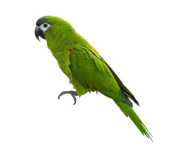 stock image Hahn's macaw or red shouldered green parrot isolated on white background native to South America and Brazil for graphic design use