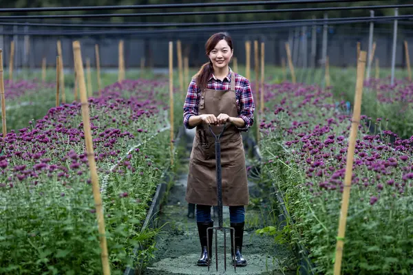 Jardineiro Asiático Segurando Garfo Jardim Enquanto Trabalhava Fazenda Crisântemo Roxo — Fotografia de Stock