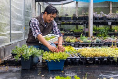 Asyalı bahçıvan süs bahçesi ve boş zaman hobisi için yaprak kesme yöntemiyle yayılırken sulu ve sedum bitkileriyle dolu bir serada çalışıyor.