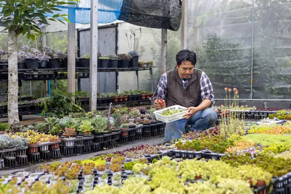 Asian Gardener Working Greenhouse Full Succulent Sedum Plants Collection While — Stock Photo, Image